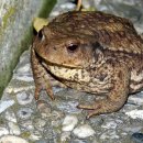 금두꺼비 이미지