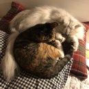 멍개 그루밍 이미지