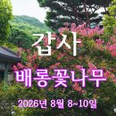 갑사배롱나무 이미지