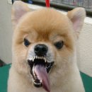 면상