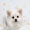 스타애견샵 이미지