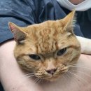 영블리 펫살롱 | 대구고양이미용 받으면서 꾹꾹이해주는 귀여운 냥이는 사랑입니다