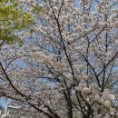 제이미르에프앤씨(주) | 서울 벚꽃 명소 추천🌸캠퍼스 벚꽃 맛집 TOP10🌸중앙대 직접 다녀온 후기