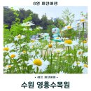 행렬농장 | 수원 가볼만한 곳 영흥수목원 샤스타데이지 양귀비