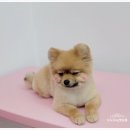 오도DOG 펫살롱 이미지