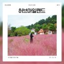 삼정초등학교 | [포천] 핑크샌드와 핑크뮬리 축제가 있는 &#39;허브아일랜드&#39;