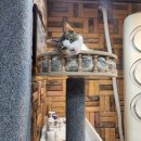 장수경로당 | 경묘당 경기도 수원 유기묘 고양이보호소 봉사후기