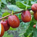 대추농장 이미지