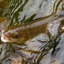 진동 계곡 민박 이미지