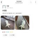 고양이 별 이미지