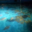 안양바다낚시터 이미지