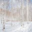자작나무 숲 이미지