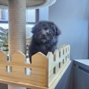 도그마루 강아지 고양이 분양 여주·원주점 이미지