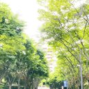 송현초등학교 정문 육교 아래 | 2021 Jul 단양 숙소 추천, 소노문 단양(대명리조트, 19평 패밀리 취사형)