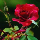 면목체육공원 이미지