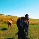 시골목장 이미지