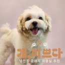 남천코오롱하늘채 경로당 | 남천동 애견미용 밤 늦게까지 하는 개, 이쁘다 이용후기