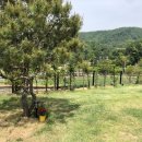 댕댕이 하우스 이미지