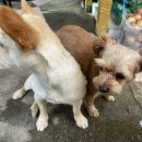 산골초가펜션