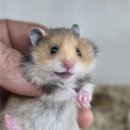 펫엔글라이더 | 광주 이색 반려동물 전문샵, 펫엔글라이더 &amp; 로던트클럽 방문 후기