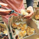 노란병아리 이미지