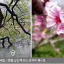 복사꽃가든