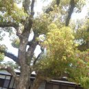 다카마쓰 5 - 차를 주차장에 넣고 걸어서 리쓰린 공원에 가다! 이미지