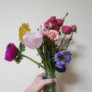 솔매농원 | 로즈온리에서 보내주신 플라워 샘플: 스윗핑크, 햇살장미 등등♡