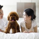 반려동물행동교정사 이미지
