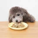 아이라이크펫 이미지