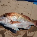 상사리(상) 이미지