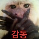오아스틱 네일 네이버블로그