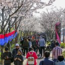 강서 낙동강30리 벚꽃축제(2025년) 이미지