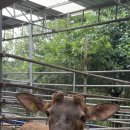 풍천사슴농장 이미지