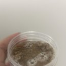 자두 | 강아지화식 추천 멍파이 수제화식｜소형견 자두 내돈내산 후기