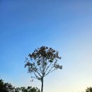 대구 가을나들이 대구수목원 국화축제 및 대명유수지 후기