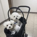 24시이스턴동물의료센터 | [Pet Log] ❤️ 양주 24시 해든동물의료센터 방문 후기 | 우리 구름이 응급상황 구해준 병원