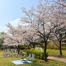 가족공원 | 서울 벚꽃 피크닉 코스 용산가족공원 국립중앙박물관 후기 (주차 해결, 덜 붐비는 곳)