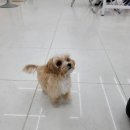 베럴독 이미지