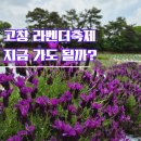 강아지나라 | 고창 라벤더축제 지금 개화상황 후기｜고창 가볼만한곳 청농원 라벤더 명소