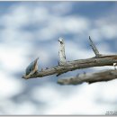 나무와새 이미지