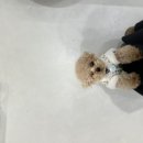 포퍼피(FOR PUPPY) 이미지