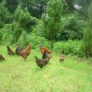 ＜안심골＞무항생제, 청정지역에서 자연사육한 옛날닭,토종닭 판매 이미지