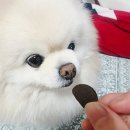 강아지 피부 영양제 관절 영양제 눈 영양제 기관지 협착증 영양제 닥터퍼피365 내돈내산 후기