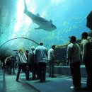 아쿠아리움 이미지