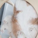 스파리버 캐터리 이미지