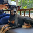 기흥나무동물병원 이미지