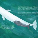 돌고래노래뱅크 루리웹 뉴스보드