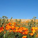 ﻿Antelope Valley California Poppy Reserve 이미지