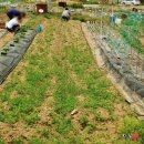 한국인농장 이미지